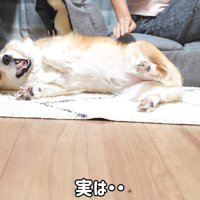 撫でろハラスメントを続けるはなちゃん