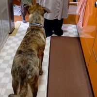 パパが戻ってきた時のりゅうさん5