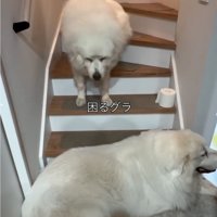 俯く犬