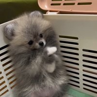 何度も挨拶するしらすちゃん