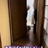 トイレについていく小梅ちゃん