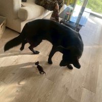 キングくんと子猫