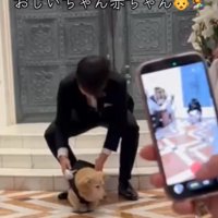 アタフタする犬1