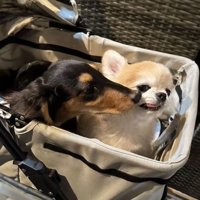 グイグイくるダックスをよけるチワワ