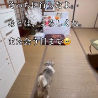 飼い主さんに会えたかな？