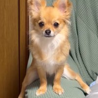 ソファーのひじ掛けにまたがる小型犬