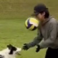 犬がパスしたボールが顔に当たった女性