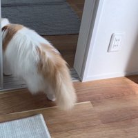 ポテチくんとレモンさんの初対面8