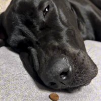薄目を開ける犬