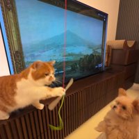 ジャンプするのえるちゃん