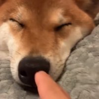 起きない柴犬