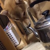 なんと、やかん！！