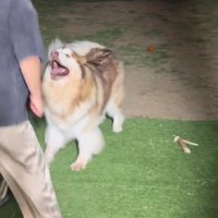 遊びが始まってしまって…