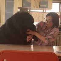お母さんと真っ黒の超大型犬2