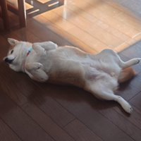 床