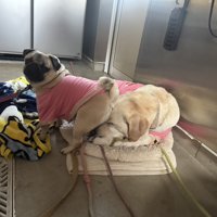 看板犬