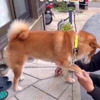 前足を差し出して挨拶