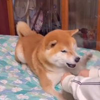 握った両手を差し出す