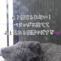 吹雪くベランダと犬の耳