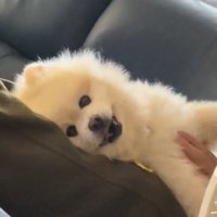 おじいちゃんに撫でてもらう小型犬