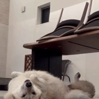 ヘソ天のナオちゃん