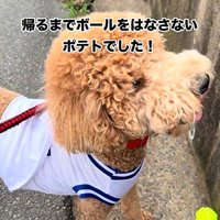 見上げる犬2