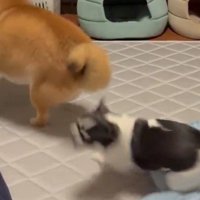 逃亡するあずきちゃん