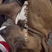 リバくんが2歳になるまで6