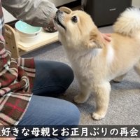 おばあちゃんの顔を見上げる犬