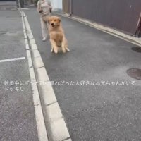 「お兄ちゃんに違いない！」
