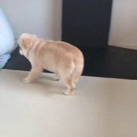 テチテチ帰宅