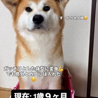 買い物カゴの中に座る犬
