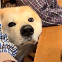 甘えん坊な駄偉助くんの日常4