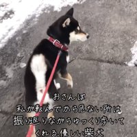 振り返る犬