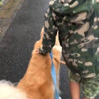歩いている犬の背中を撫でる男の子