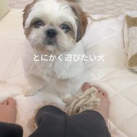 遊んでほしいちろ君