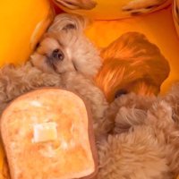 チワプーのとろろちゃん