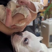 コロちゃんと赤ちゃんの初対面6