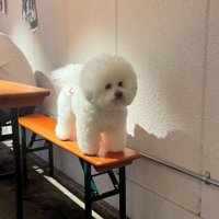 「僕、本物のワンコです！」