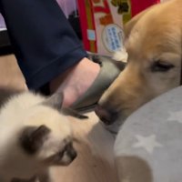 見つめ合う2匹