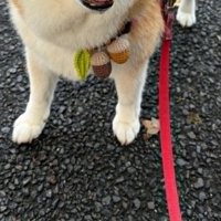 おやつをもらったわんこ