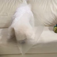 クリアファイルで遊ぶ♪