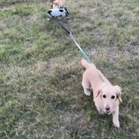 お散歩を楽しむさくらちゃん5