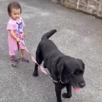 犬の散歩をする子ども