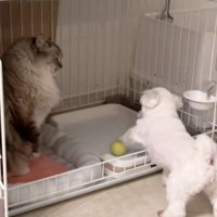 へっぴり腰のちゃむさん
