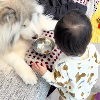 まんまと口にする息子さん