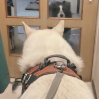 ラッキーちゃんを預かった時のBJ くん9