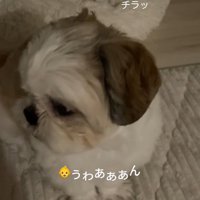 赤ちゃんを見るちろ君