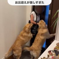 ちあちゃん＆ひまわりちゃんの熱烈歓迎