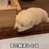 木箱の外の世界に興味津々♪